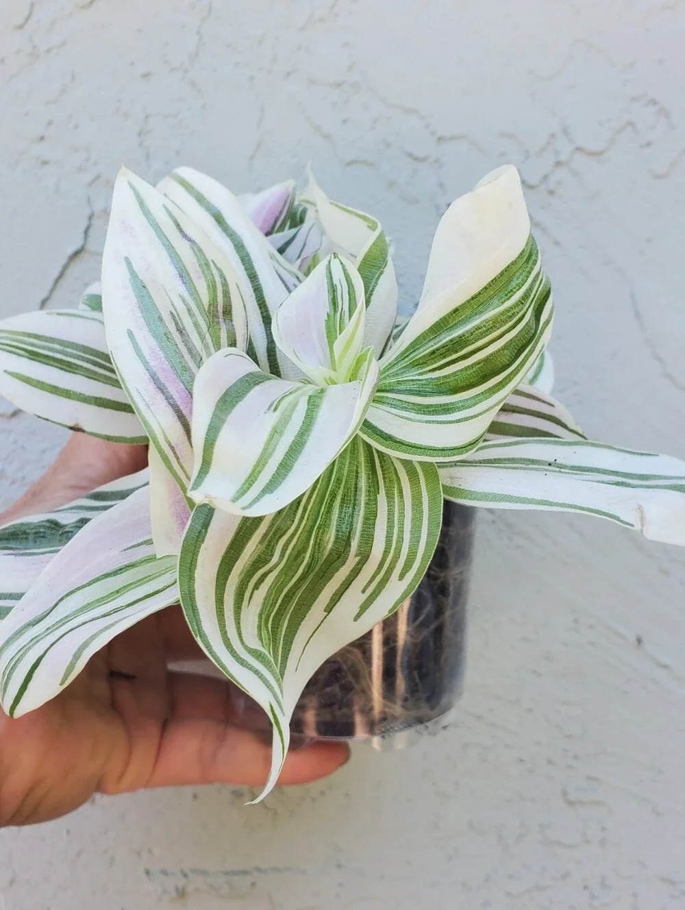 Tradescantia "FEELING DREAMY"  In 3.5" Planter AKA Tradescantia Unicorn - Picture 3 of 5